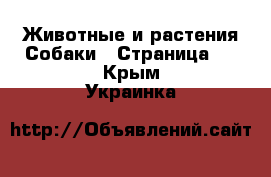 Животные и растения Собаки - Страница 3 . Крым,Украинка